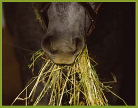 Grundfutter für Pferde: Heu