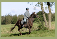 Reiten verstehen lernen