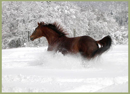 Reiten, Wandern, Relaxen, Ferienwohnung im Westerwald